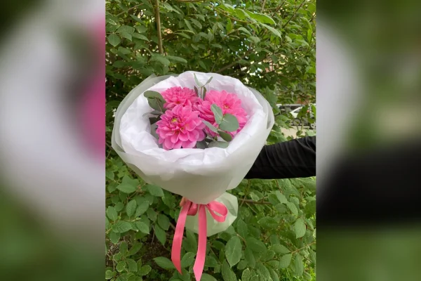 Какие бывают георгины: формы, цвета и соседи по букету
