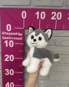 Собачка хаски